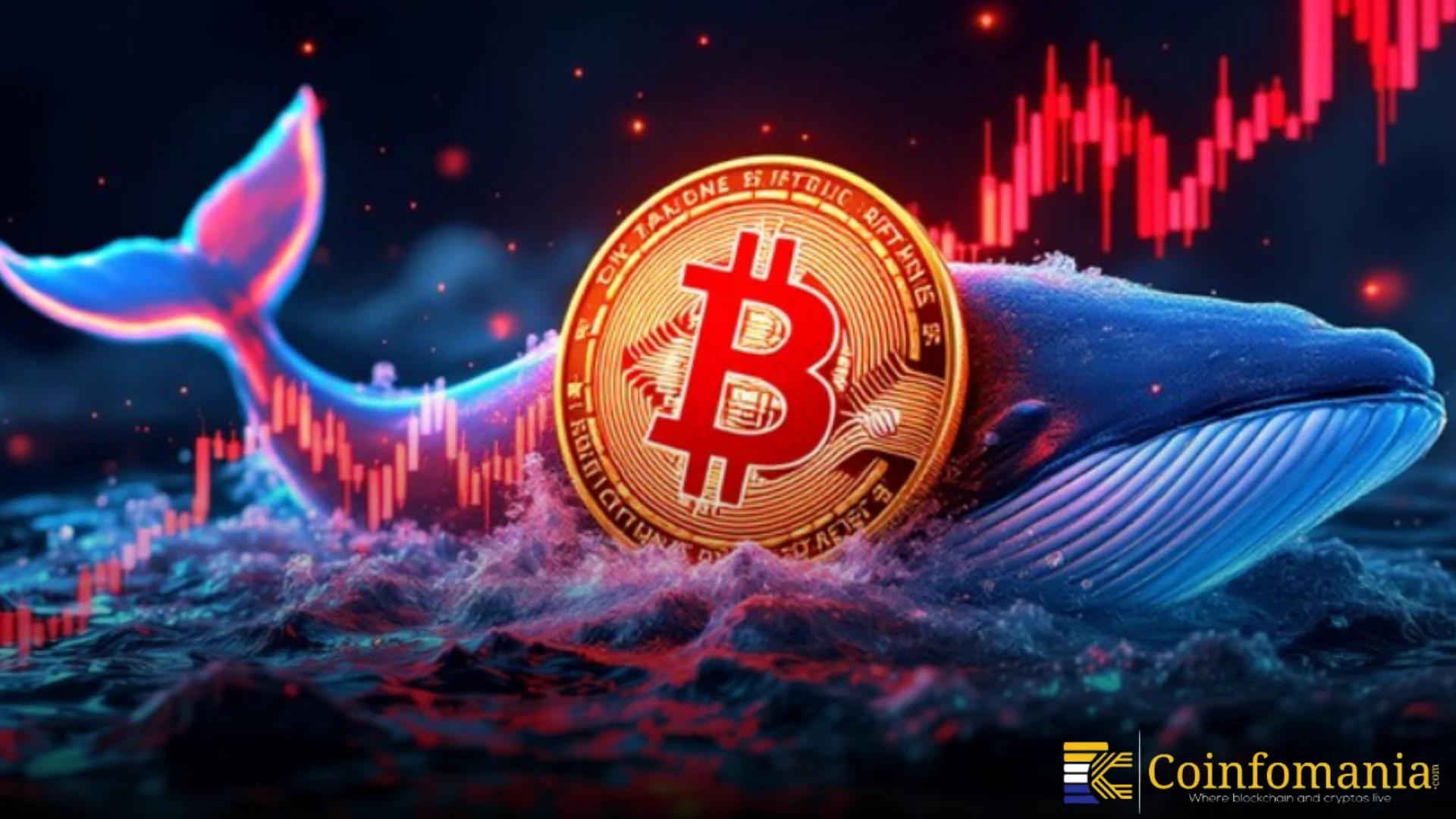 New Bitcoin Whales Are Quietly Redefining the Market’s Price Foundation