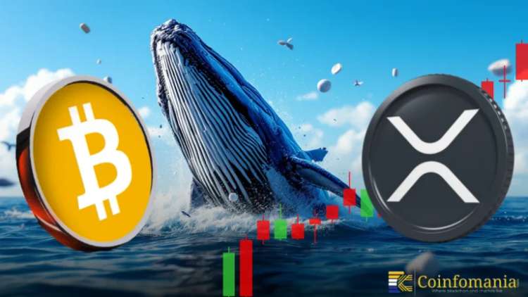 Bitcoin Whale Short Raises Big Bets on BTC and XRP Drop